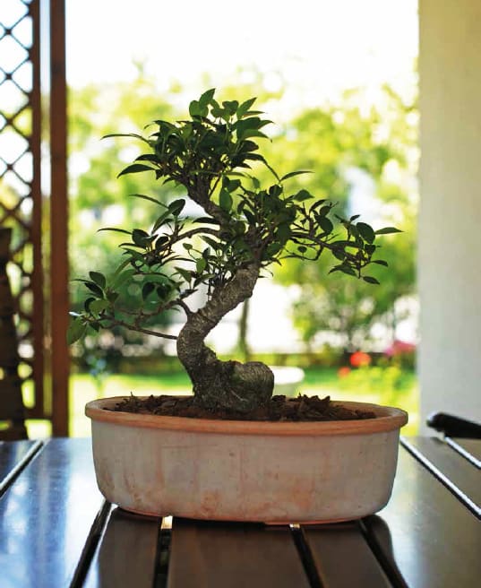 bonsai - TI Bonsai